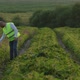 A Young Agronomist Walks Across the Field and Checks the Quality of the Crop Work for Agriculture - VideoHive Item for Sale