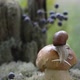 A Large Snail Crawls on a White Mushroom in the Forest. Soft Selective Focus - VideoHive Item for Sale