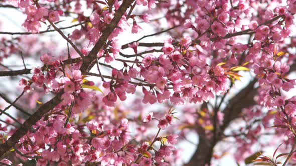 Sakura Cherry Blossom