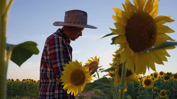 A Young Agronomist Inspects the Harvest of Sunflower