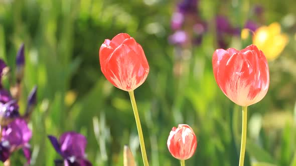 Tulips Blossom