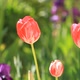 Tulips Blossom - VideoHive Item for Sale