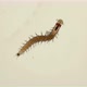 Young worm Dorvillea rubrovittata under a microscope - VideoHive Item for Sale