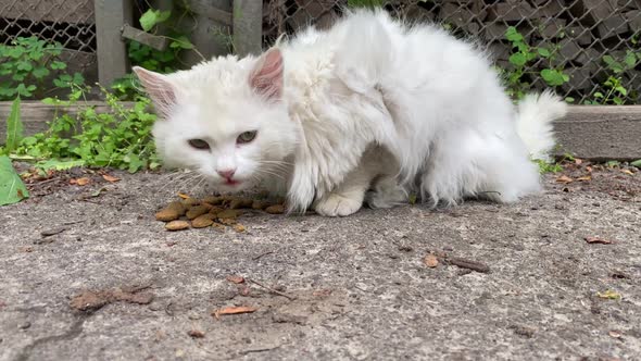 Lonely White Homeless Fluffy Cat Eats Food Scattered on Ground