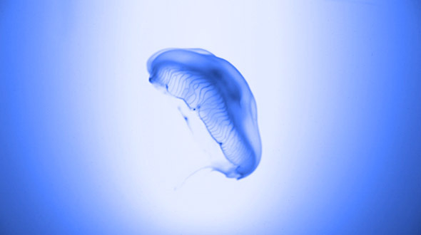 Jellyfish in Blue Environment