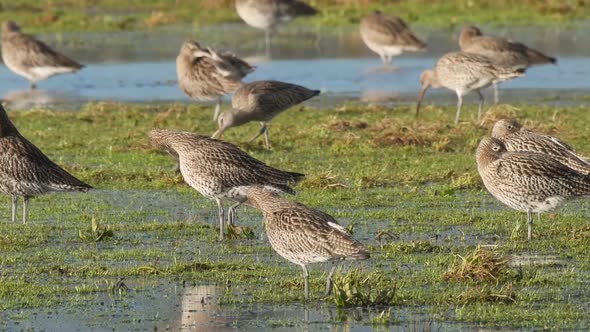 A group of curlews resting and feeding on a flooded field at Caerlaverock wetland centre South West