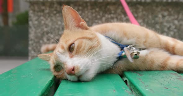 Street cat sleeping on bench