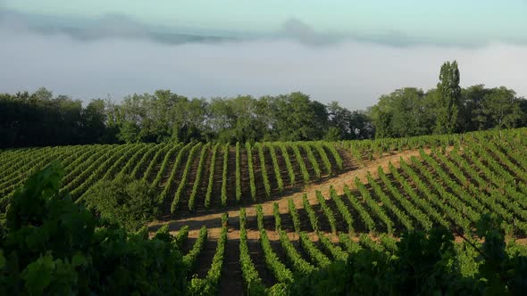 Timelapse, Bordeaux Vineyard at sunrise and fog, Entre deux mers, Langoiran, Gironde