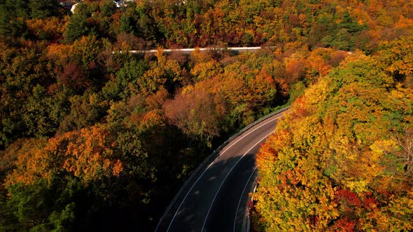 Aerial Flight Over the Road Between Autumn Trees