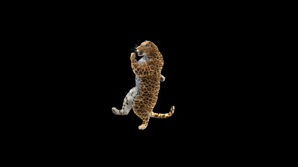 Leopard Dancing HD