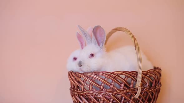 Easter Day and Cute Bunny in a Basket