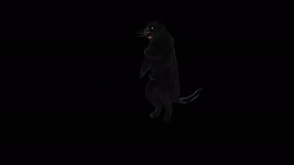 68 Panther Dancing 4K