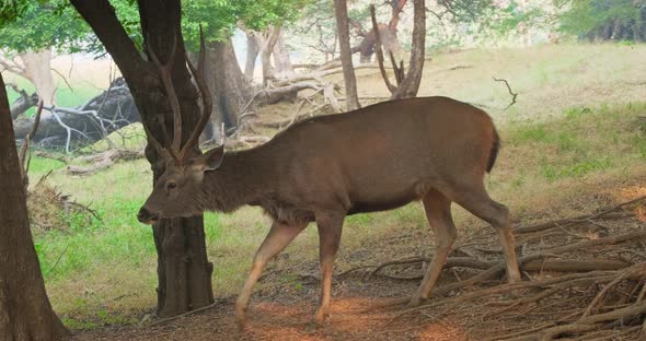 Beautiful Male Sambar (Rusa Unicolor) Deer Walking in the Forest of Ranthambore National Park