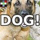 Excited Dog Barking - AudioJungle Item for Sale