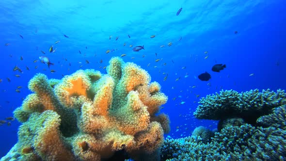 Reef Coral Garden Underwater Life