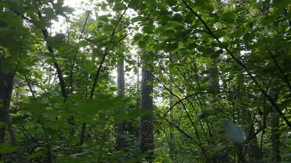 Slow Motion View of Green Forest By Day