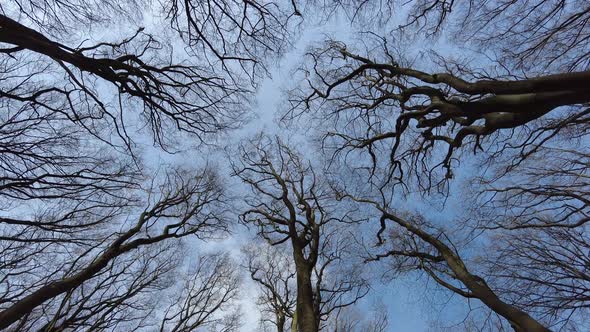 Looking up at the blue sky while walking in a forest with no leaves on the trees