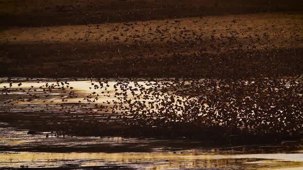 Red-billed Quelea  in Kruger National park, South Africa