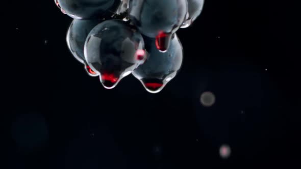 Fresh Black Grapes Rotation on Isolated Black Background on Super Slow Motion