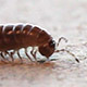 Millipede Walking across Tiles (2-Pack) - VideoHive Item for Sale