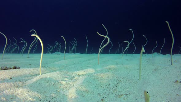 Underwater Beautiful Garden Eels