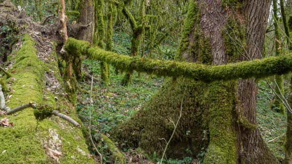 Panning right view of mystic forest covered by moss