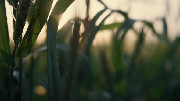Wheat Leaves Unripe Spikelets in Sunset Light Close Up