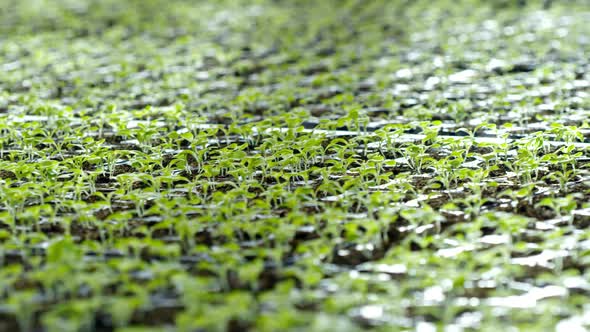 Young Plants Growing in Soil