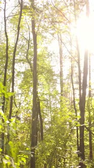 Vertical Video Forest with Trees in the Fall