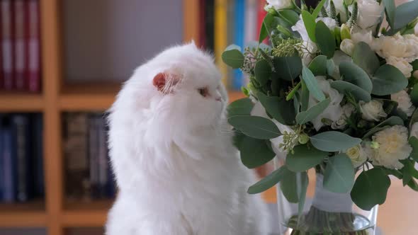 Cat Is Sniffing and Rubbing Its Nose Against the Flower Bouquet