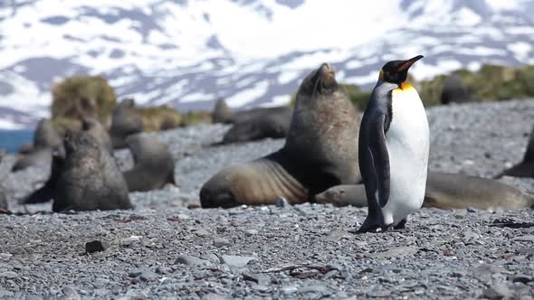 King Penguin Colony on South Georgia