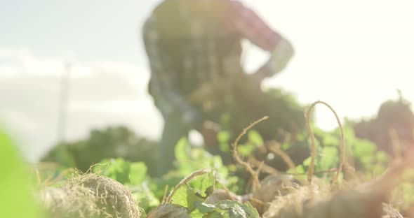 Mature man working on farm