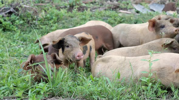 Slow motion shot of piglets roaming in Siargao, The Philippines