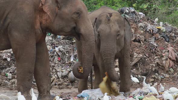 Group of elephants eat trash and plastic in a garbage dump