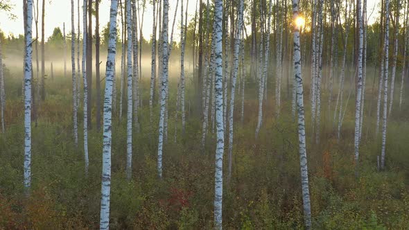 Aerial View of Birch Grove