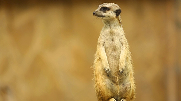 Meerkat on Guard