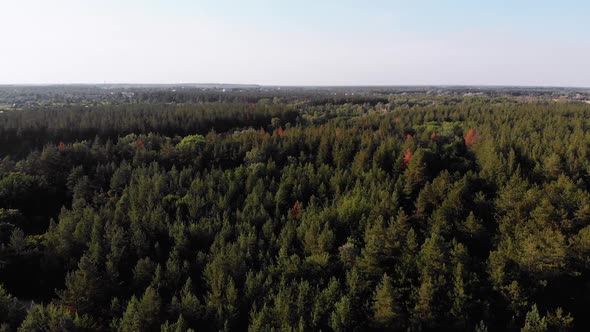 Aerial View on Pine Forest. Wood Park with Green Trees. View From Above