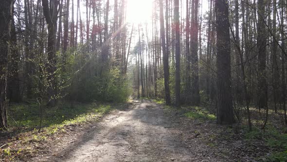 Aerial View of the Road Inside the Forest