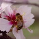 Bee On Flower 78 - VideoHive Item for Sale