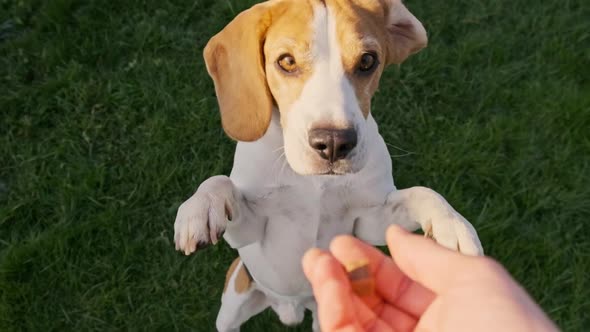 Beagle Dog Jumps on Two Feet in Slow Motion Top View.