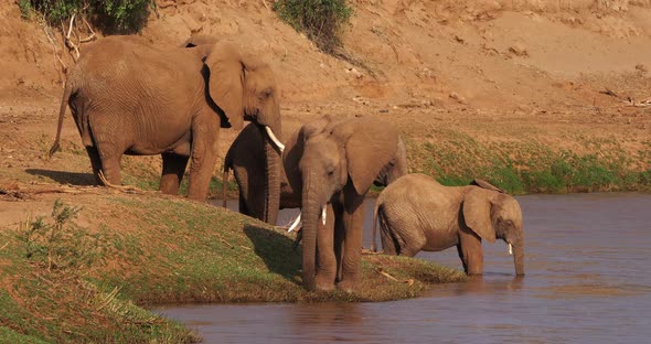 African Elephant, loxodonta africana, Group at River, Samburu Park in Kenya, Real Time 4K