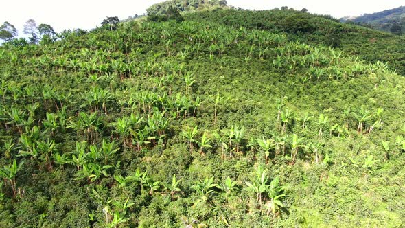 Banana Plantation in tropical Mountain