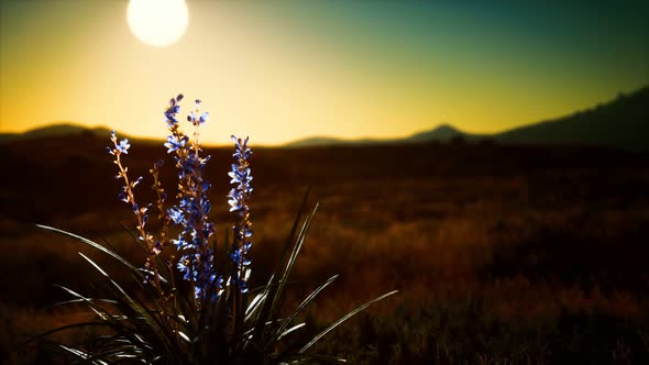 Wild Flowers on Hills at Sunset