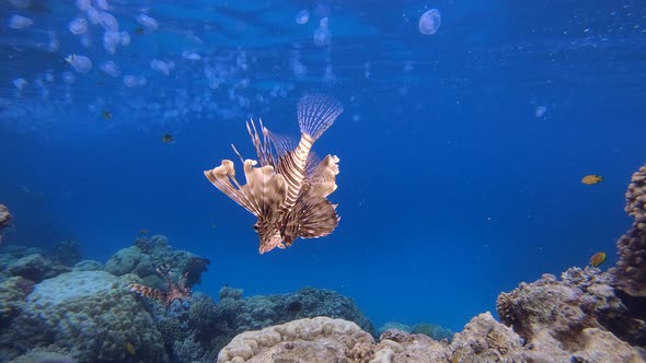 Lionfish and Jellyfish