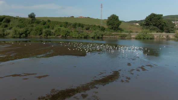 Ice-free lake in winter. A large flock of swans and ducks swim in the blue water. There is dry grass