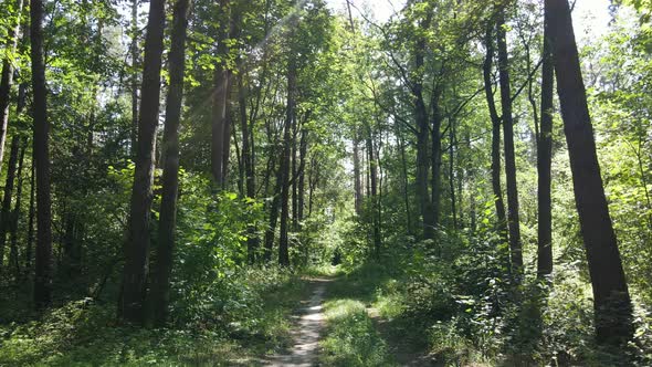 Forest with Trees on a Summer Day Slow Motion