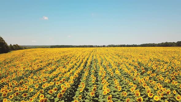 Aerial view of cultivated sunflower field in summer. Sunflower is flowering.