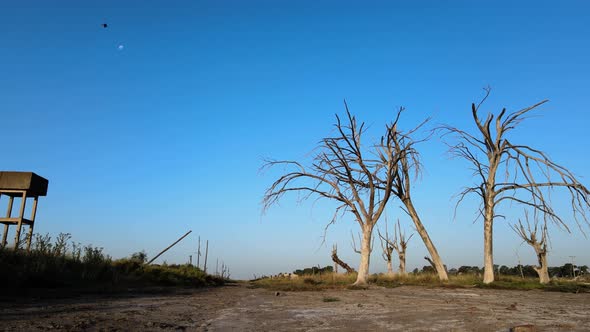 Dead trees result of Epecuen historic flood town Low angle shot