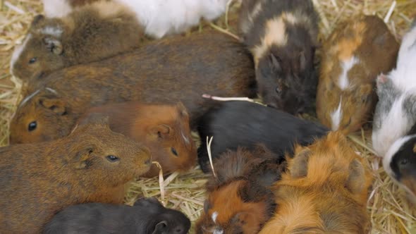 A Large Group of Guinea Pigs Eating Grass the Staple of the Diet Which is Often Replaced with Hay