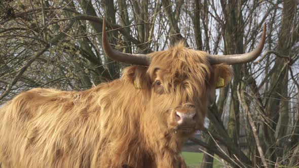 Closeup of highland cattle grazing and chewing grass in rural countryside